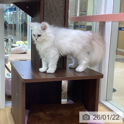 愛知県のペルシャ (ペットプラス 三好店/2025年10月11日生まれ/男の子/チンチラシルバー)の子猫の3枚目の画像