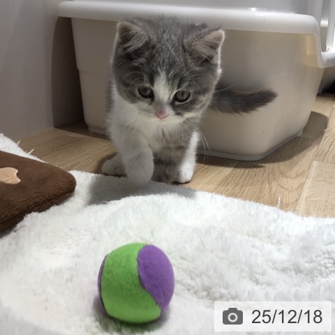 岐阜県のブリティッシュショートヘアー (ペットプラス 各務原店/2025年10月13日生まれ/男の子/ブルータビーホワイト)の子猫の4枚目の画像