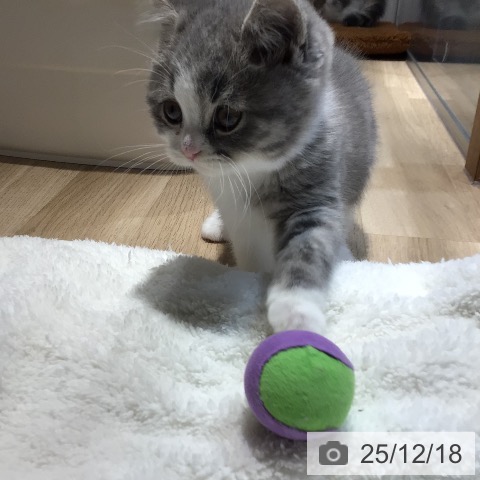 岐阜県のブリティッシュショートヘアー (ペットプラス 各務原店/2025年10月13日生まれ/男の子/ブルータビーホワイト)の子猫の3枚目の画像