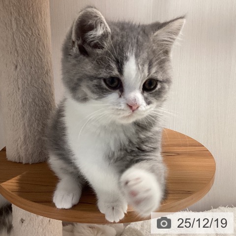 岐阜県のブリティッシュショートヘアー (ペットプラス 各務原店/2025年10月13日生まれ/男の子/ブルータビーホワイト)の子猫の4枚目の画像