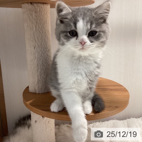 岐阜県のブリティッシュショートヘアー (ペットプラス 各務原店/2025年10月13日生まれ/男の子/ブルータビーホワイト)の子猫の3枚目の画像