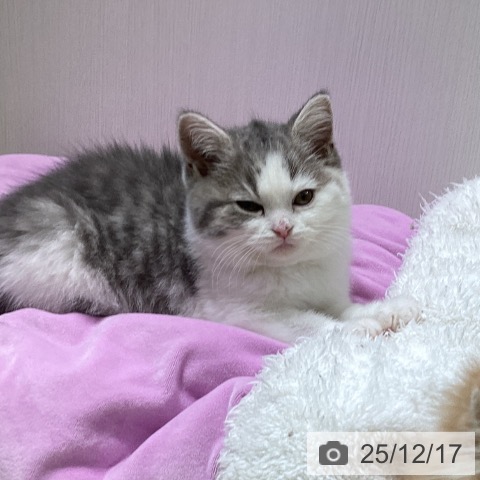 富山県のブリティッシュショートヘアー (ペットプラス 高岡店/2025年10月13日生まれ/女の子/ブルータビーホワイト)の子猫の4枚目の画像