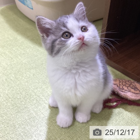 富山県のブリティッシュショートヘアー (ペットプラス 高岡店/2025年10月13日生まれ/女の子/ブルータビーホワイト)の子猫の3枚目の画像