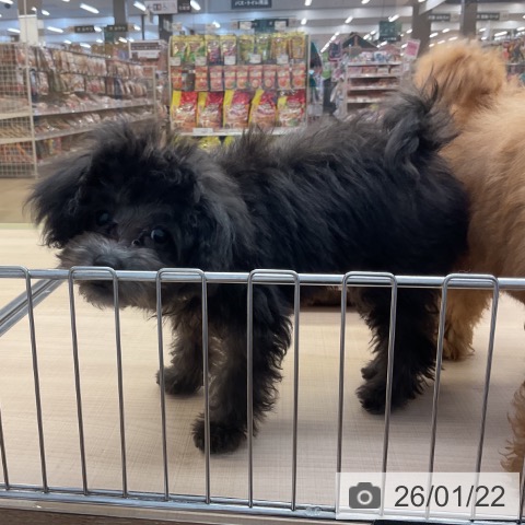 トイ・プードルの写真