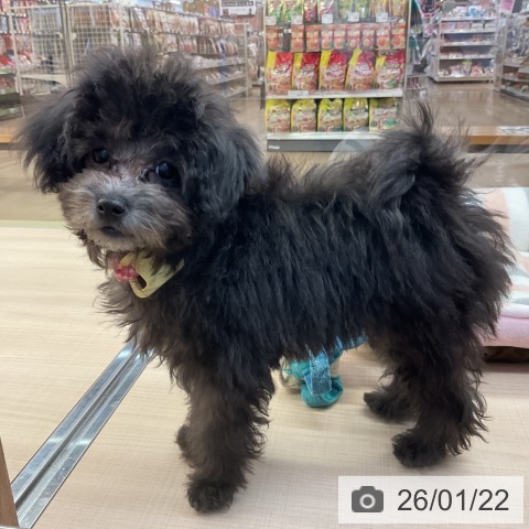 トイ・プードルの写真