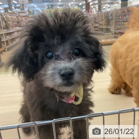 トイ・プードルの写真