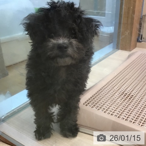 トイ・プードルの写真