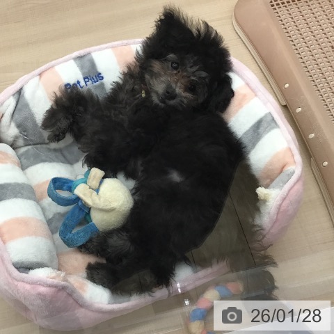 トイ・プードルの写真