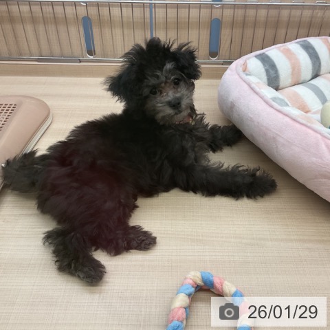 トイ・プードルの写真