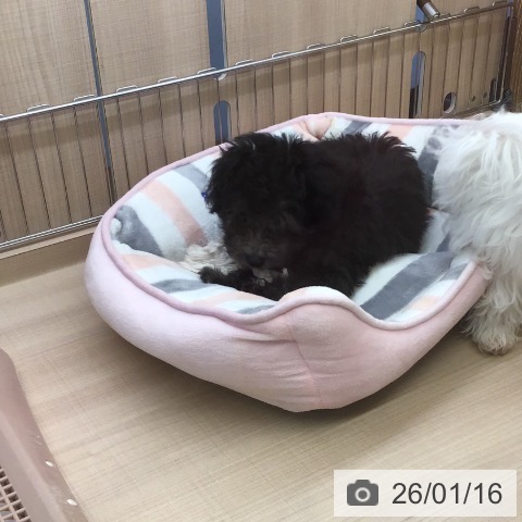 三重県のトイプードル(トイ) (ペッツワン 桑名店/2025年10月12日生まれ/女の子/シルバー)の子犬の4枚目の画像