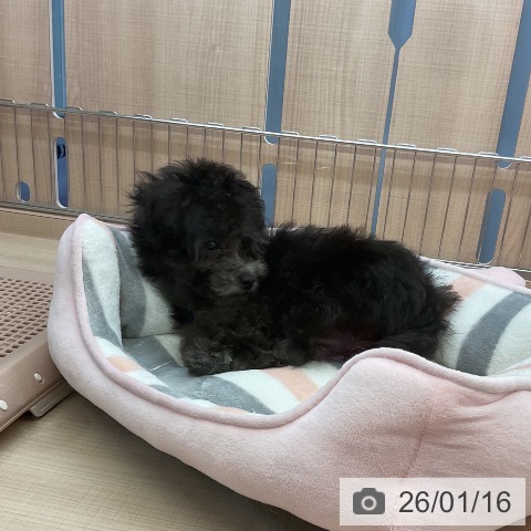 三重県のトイプードル(トイ) (ペッツワン 桑名店/2025年10月12日生まれ/女の子/シルバー)の子犬の3枚目の画像