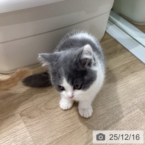 ブリティッシュショートヘアの写真