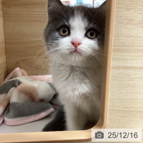 ブリティッシュショートヘアの写真