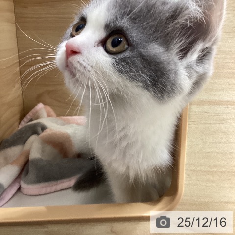 ブリティッシュショートヘアの写真