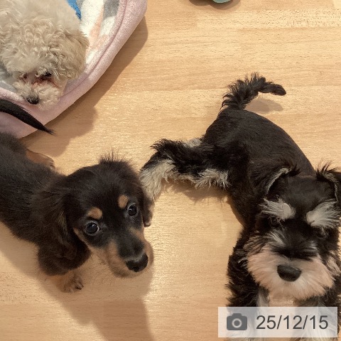 ミニチュア・ダックスフンドの写真