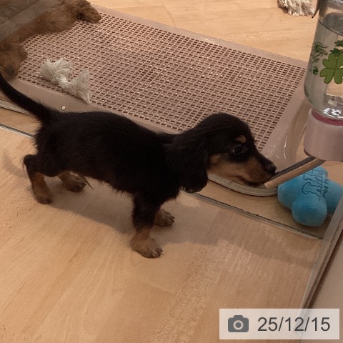 三重県のミニチュアダックスフンド(ロング) (ペットプラス 東員店/2025年10月12日生まれ/男の子/ブラックタン)の子犬の4枚目の画像