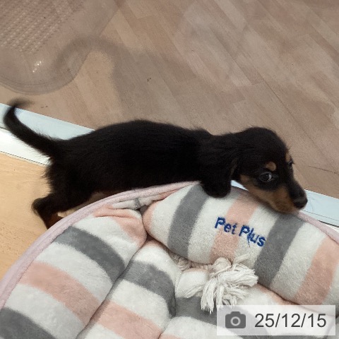 三重県のミニチュアダックスフンド(ロング) (ペットプラス 東員店/2025年10月12日生まれ/男の子/ブラックタン)の子犬の3枚目の画像