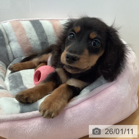 三重県のミニチュアダックスフンド(ロング) (ペットプラス 東員店/2025年10月12日生まれ/男の子/ブラックタン)の子犬の3枚目の画像