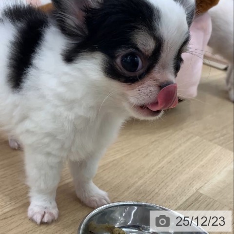 岐阜県のチワワ(ロング) (ペットプラス 光ケ丘店/2025年10月9日生まれ/女の子/ホワイトブラックタン)の子犬の4枚目の画像