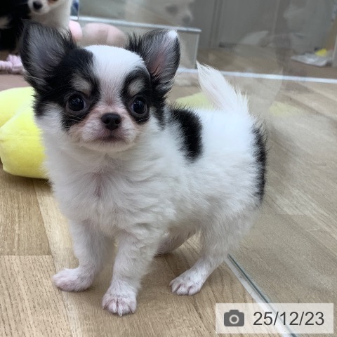 岐阜県のチワワ(ロング) (ペットプラス 光ケ丘店/2025年10月9日生まれ/女の子/ホワイトブラックタン)の子犬の3枚目の画像