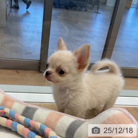 愛知県のチワワ(ロング) (ペットプラス 熱田店/2025年10月13日生まれ/男の子/クリーム)の子犬の4枚目の画像