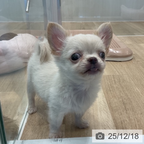 愛知県のチワワ(ロング) (ペットプラス 熱田店/2025年10月13日生まれ/男の子/クリーム)の子犬の3枚目の画像