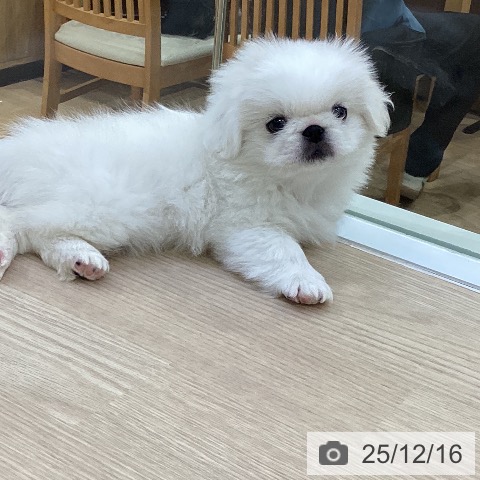 ペキニーズの写真