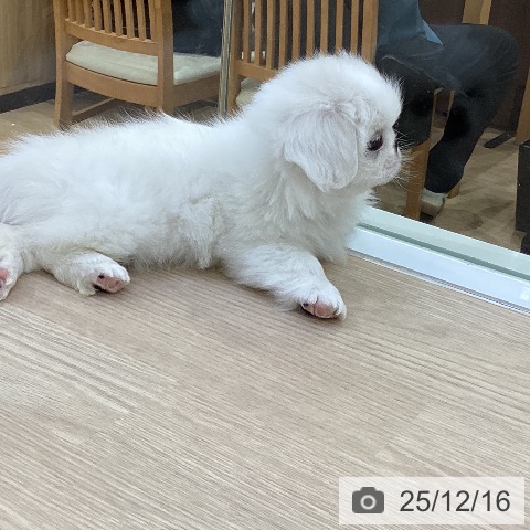 ペキニーズの写真