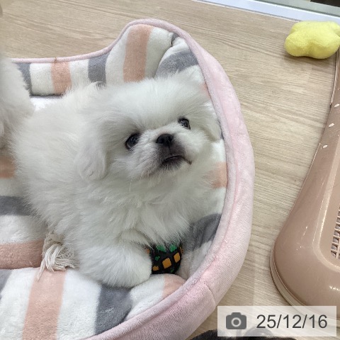 ペキニーズの写真
