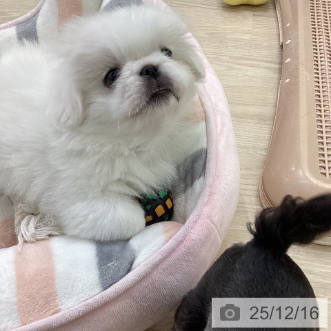 ペキニーズの写真