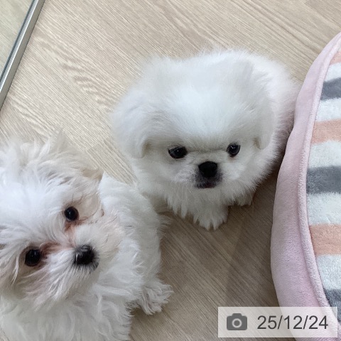 愛知県のペキニーズ (ペットプラス ナゴヤドーム前店/2025年10月12日生まれ/男の子/クリーム)の子犬の4枚目の画像