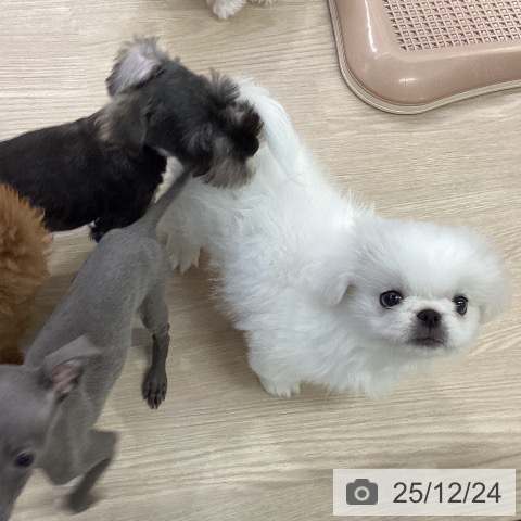 愛知県のペキニーズ (ペットプラス ナゴヤドーム前店/2025年10月12日生まれ/男の子/クリーム)の子犬の3枚目の画像