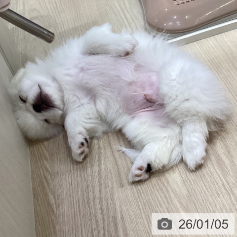 愛知県のペキニーズ (ペットプラス イオンモール長久手店/2025年10月12日生まれ/男の子/クリーム)の子犬の3枚目の画像