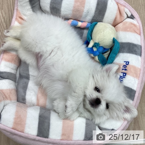 石川県のペキニーズ (ペットプラス 白山店/2025年10月12日生まれ/女の子/クリーム)の子犬の4枚目の画像