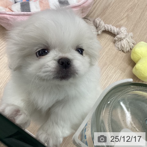 石川県のペキニーズ (ペットプラス 白山店/2025年10月12日生まれ/女の子/クリーム)の子犬の3枚目の画像