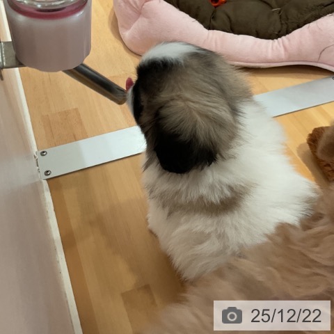 愛知県のペキニーズ (ペットプラス 名古屋茶屋店/2025年10月12日生まれ/女の子/フォーンホワイト)の子犬の4枚目の画像