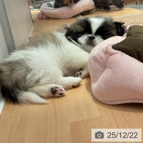 愛知県のペキニーズ (ペットプラス 名古屋茶屋店/2025年10月12日生まれ/女の子/フォーンホワイト)の子犬の3枚目の画像