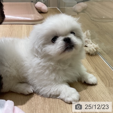 愛知県のペキニーズ (ペットプラス イオンモール豊川店/2025年10月12日生まれ/女の子/クリーム)の子犬の4枚目の画像