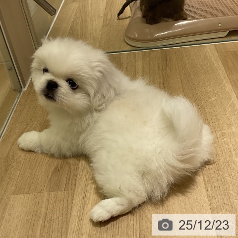 愛知県のペキニーズ (ペットプラス イオンモール豊川店/2025年10月12日生まれ/女の子/クリーム)の子犬の3枚目の画像