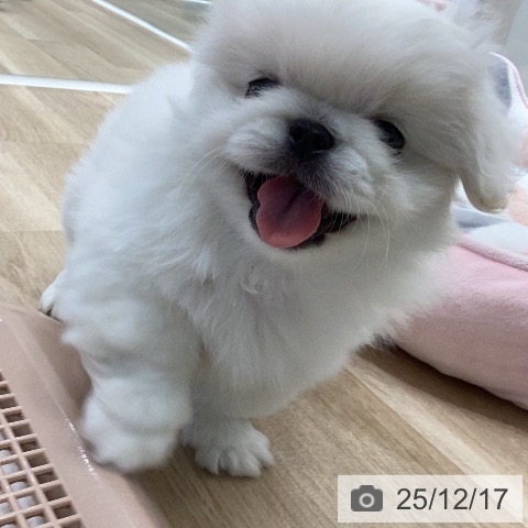 岐阜県のペキニーズ (ペットプラス 各務原店/2025年10月12日生まれ/女の子/クリーム)の子犬の4枚目の画像