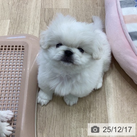 岐阜県のペキニーズ (ペットプラス 各務原店/2025年10月12日生まれ/女の子/クリーム)の子犬の3枚目の画像