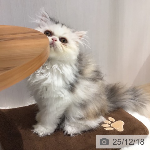 岐阜県のエキゾチック (ペットプラス 各務原店/2025年10月14日生まれ/女の子/シルバーパッチドタビーホワイト)の子猫の4枚目の画像