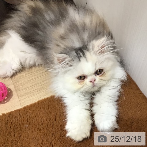 岐阜県のエキゾチック (ペットプラス 各務原店/2025年10月14日生まれ/女の子/シルバーパッチドタビーホワイト)の子猫の3枚目の画像