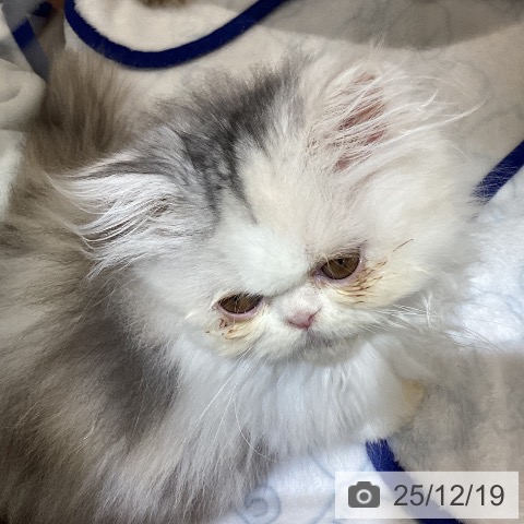 岐阜県のエキゾチック (ペットプラス 各務原店/2025年10月14日生まれ/女の子/シルバーパッチドタビーホワイト)の子猫の4枚目の画像