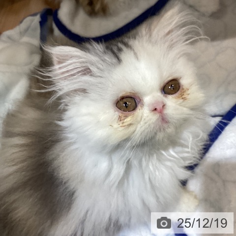 岐阜県のエキゾチック (ペットプラス 各務原店/2025年10月14日生まれ/女の子/シルバーパッチドタビーホワイト)の子猫の3枚目の画像