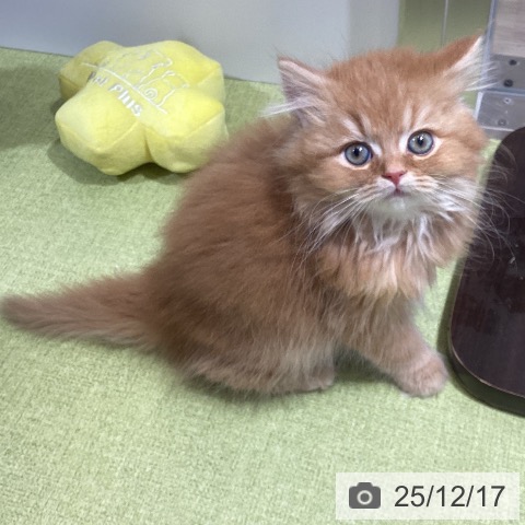 富山県のスコティッシュフォールド (ペットプラス 高岡店/2025年10月10日生まれ/男の子/レッドタビー)の子猫の4枚目の画像