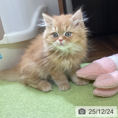 富山県のスコティッシュフォールド (ペットプラス 高岡店/2025年10月10日生まれ/男の子/レッドタビー)の子猫の4枚目の画像
