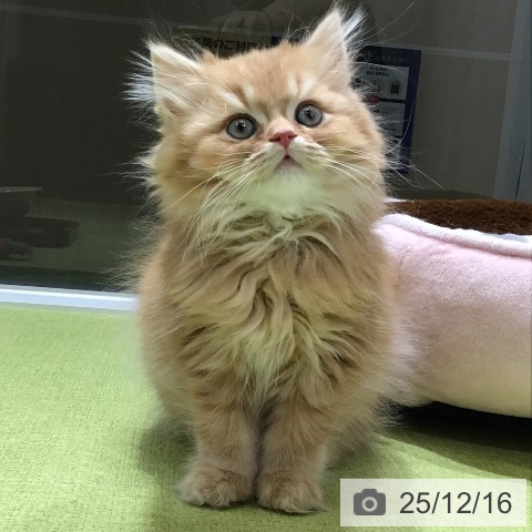 富山県のスコティッシュフォールド (ペットプラス 高岡店/2025年10月10日生まれ/男の子/レッドタビー)の子猫の3枚目の画像