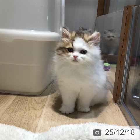 岐阜県のスコティッシュフォールド (ペットプラス 各務原店/2025年10月10日生まれ/男の子/ブラウンタビーホワイト)の子猫の4枚目の画像