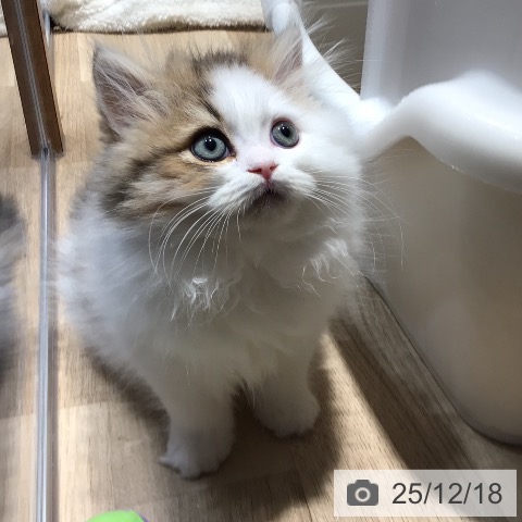 岐阜県のスコティッシュフォールド (ペットプラス 各務原店/2025年10月10日生まれ/男の子/ブラウンタビーホワイト)の子猫の3枚目の画像